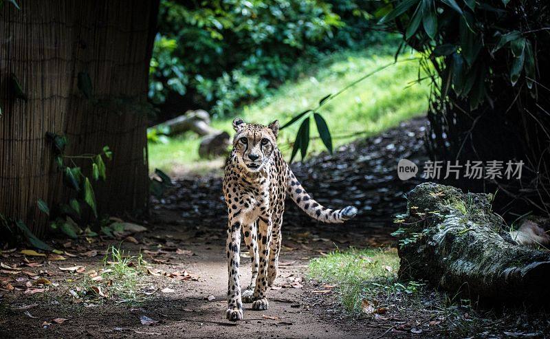 美洲虎(Panthera onca)在丛林中行走